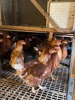 Mooie bruine jonge leghennen legkippen te koop tegen de leg, Dieren en Toebehoren, Pluimvee, Vrouwelijk, Kip