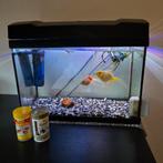 Aquarium met 2 goudvissen, Dieren en Toebehoren, Vissen | Aquaria en Toebehoren, Ophalen, Gevuld zoetwateraquarium