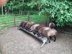 Blauwe texelaar ooi lammeren, Dieren en Toebehoren, Vrouwelijk, Schaap