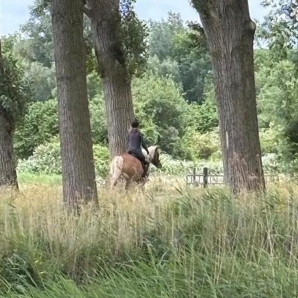 Gezocht instructie/instructeur/instructrice + paard les, Dieren en Toebehoren, Paarden en Pony's | Overige Paardenspullen, Nieuw
