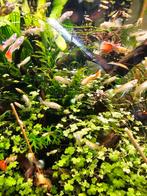 Diverse guppen te koop, Dieren en Toebehoren, Vissen | Aquariumvissen, Vis
