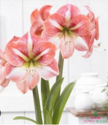Amaryllis bollen verschillende soorten beschikbaar voor biedingen