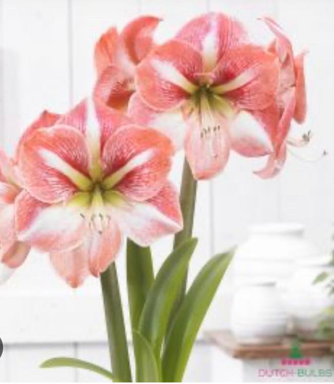 Amaryllis bollen verschillende soorten, Tuin en Terras, Bloembollen en Zaden, Bloembol, Najaar, Volle zon, Ophalen