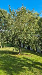 Appel /perenbomen, Tuin en Terras, Planten | Bomen, Ophalen, Lente, Volle zon, Overige soorten