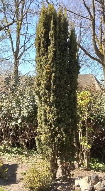 Mooie Taxus Baccata mooie volle 4 meter hoog! beschikbaar voor biedingen