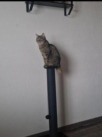 Gezocht, een fijn huis voor bailey!