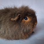 Ch teddy zeug - Choco tan, Dieren en Toebehoren, Cavia, Vrouwelijk, Tam, September