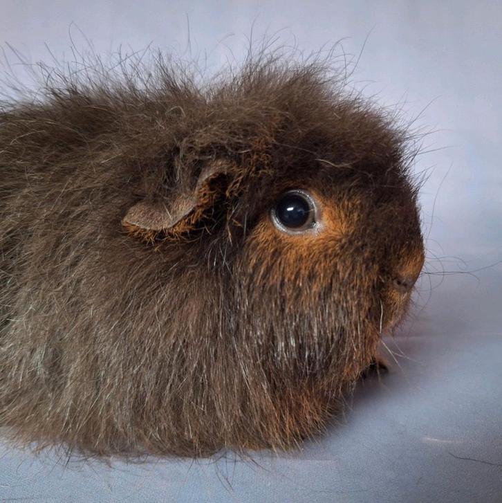Ch teddy zeug - Choco tan, Dieren en Toebehoren, Knaagdieren, Vrouwelijk, Cavia, September, Tam