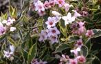 Weigelia struik, kardinaalsmuts Euonymus groenblijvend,, Ophalen