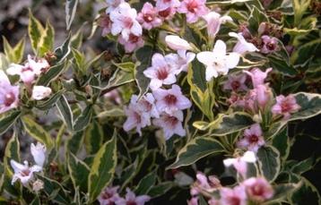 Weigelia struik, kardinaalsmuts Euonymus groenblijvend,  beschikbaar voor biedingen