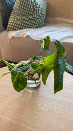 Syngonium Albo, Mojito & starlite stekken, Ophalen of Verzenden, Halfschaduw, Minder dan 100 cm