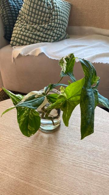 Syngonium Albo, Mojito & starlite stekken beschikbaar voor biedingen
