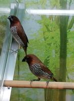 Muskaatvinken (2 mannen), Meerdere dieren