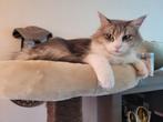 Prachtige Maine Coon Dame, Dieren en Toebehoren, Poes, Gechipt, 3 tot 5 jaar