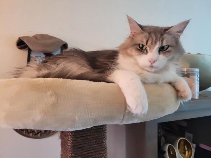 Prachtige Maine Coon Dame, Dieren en Toebehoren, Katten en Kittens | Raskatten | Langhaar, Poes, 3 tot 5 jaar, Gechipt, Ontwormd