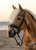 Haflinger gezocht, Dieren en Toebehoren, Ophalen of Verzenden