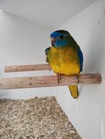 Turquoisine parkieten wildkleur, Dieren en Toebehoren, Vogels | Overige Vogels, Mannelijk, Geringd