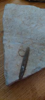 Fossiel in steen 4, Antiek en Kunst, Ophalen of Verzenden