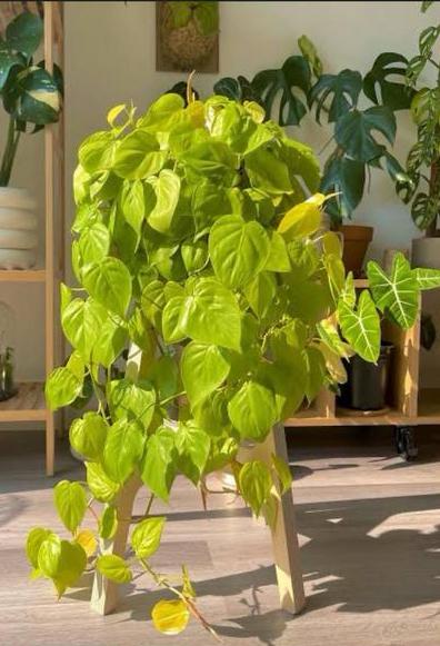 Philodendron lemon lime bladstekjes, Huis en Inrichting, Kamerplanten, Ophalen of Verzenden, Halfschaduw, Minder dan 100 cm