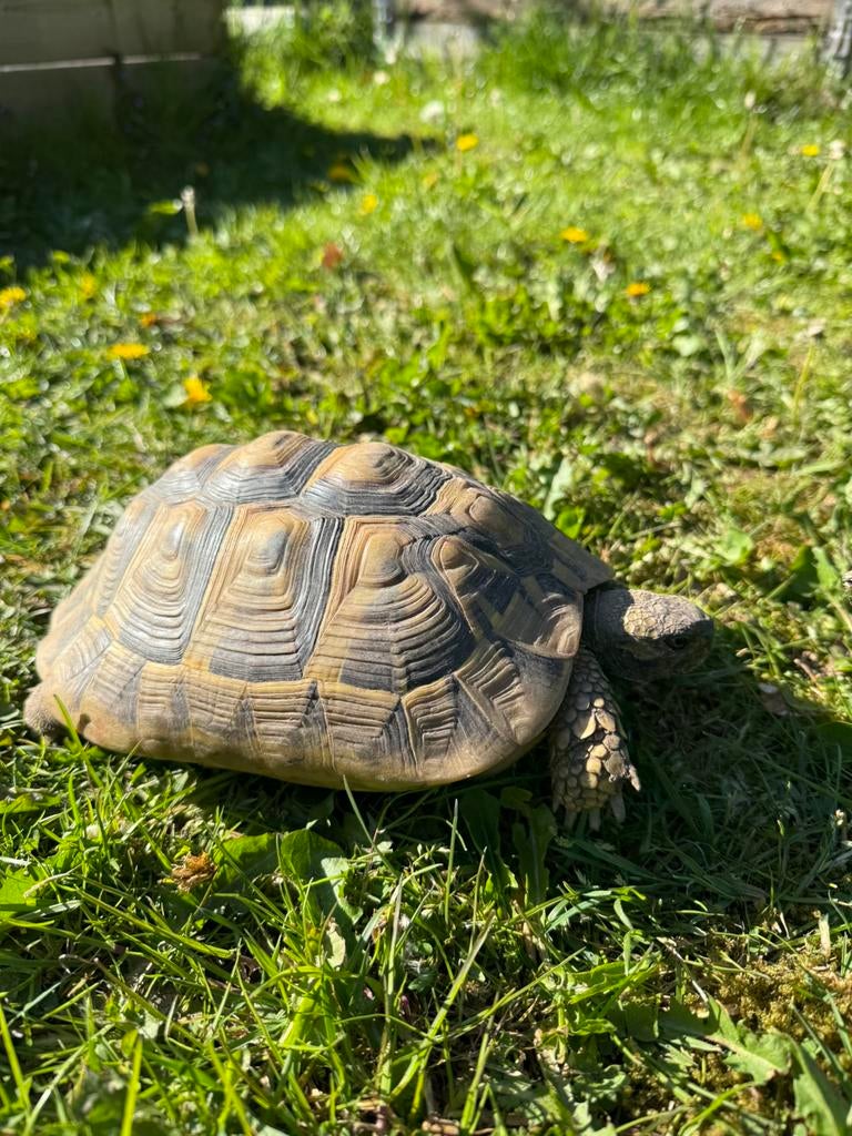 Landschildpadden kweekgroep Tortoise - female for sale from Stein