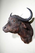 taxidermy cape buffalo kafferbuffel opgezette, Verzamelen, Dierenverzamelingen, Ophalen, Zo goed als nieuw, Hert, Gewei of Kop