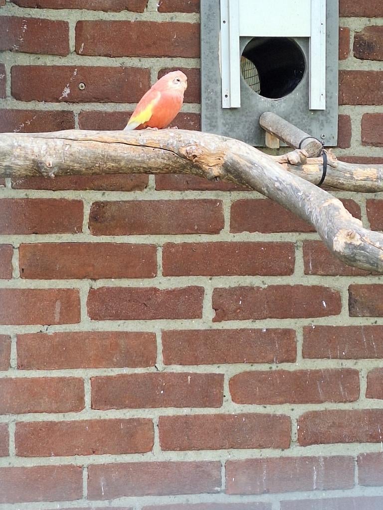 Te koop, Dieren en Toebehoren, Vogels | Parkieten en Papegaaien, Meerdere dieren