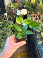 Hoya polyneura - Vissenstaart Hoya in 6 cm pot, Ophalen of Verzenden