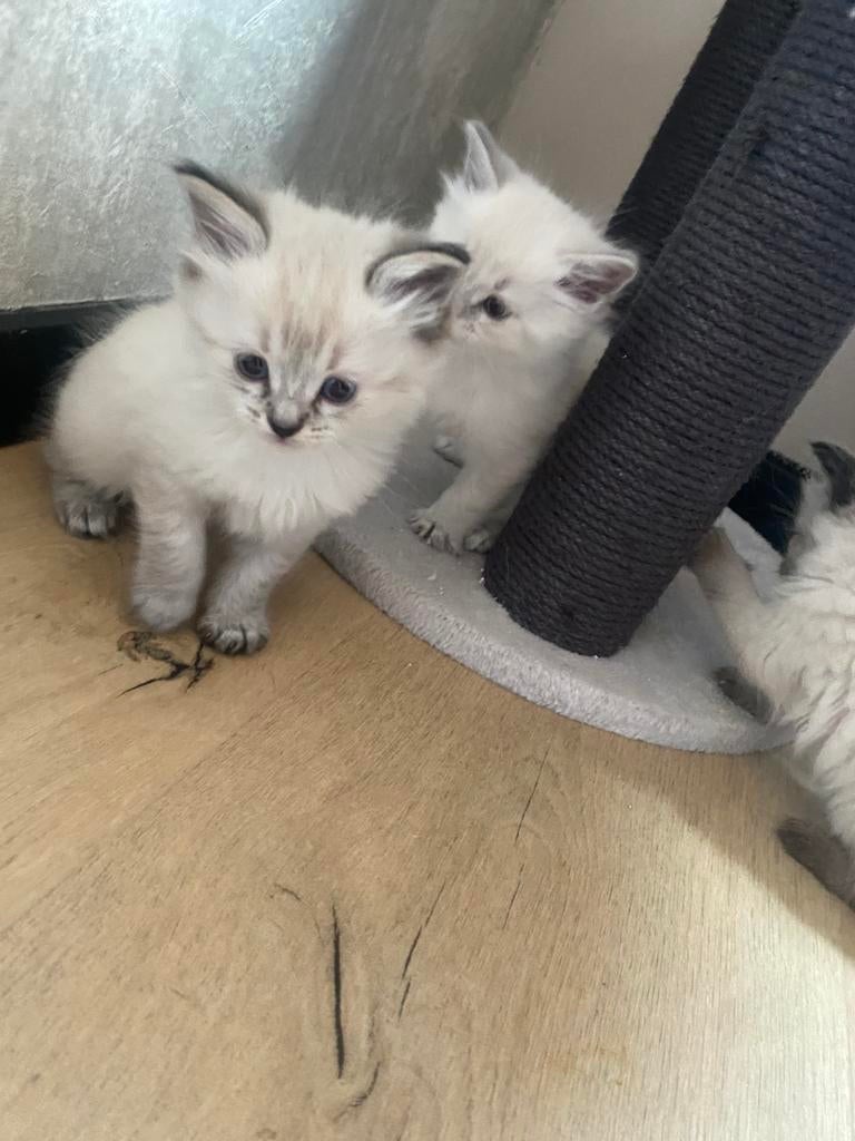 Rass zuiver ragdoll kittens, Dieren en Toebehoren, Meerdere dieren