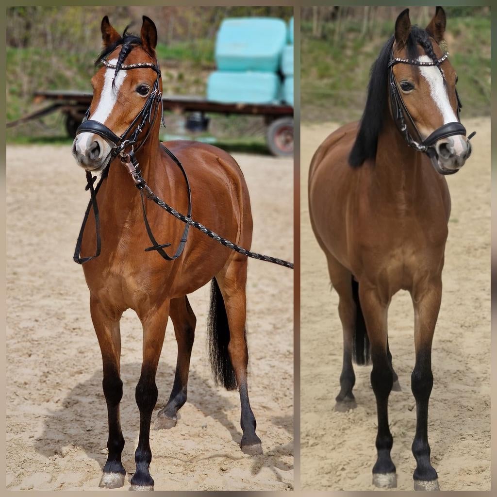 Lieve en knappe welsh C merrie, Merrie, Dressuurpony, 3 tot 6 jaar, C pony (1.27m tot 1.37m)