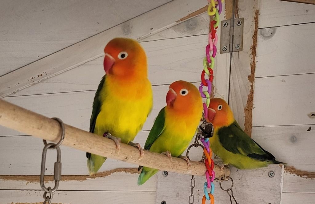 Jonge Agapornis fisheri, Dieren en Toebehoren, Vogels | Parkieten en Papegaaien, Geslacht onbekend, Dwergpapegaai of Agapornis