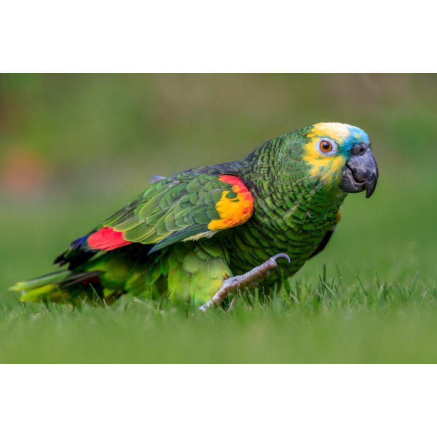 Gezocht, Dieren en Toebehoren, Vogels | Parkieten en Papegaaien, Meerdere dieren, Papegaai