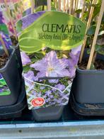Clematissen - Klimplanten  voor uw tuin, Ophalen, Vaste plant, Halfschaduw, Klimplanten