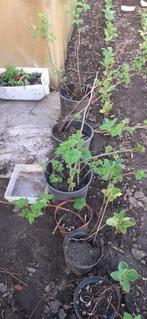 frambozen planten, Ophalen, Minder dan 100 cm, Overige soorten, In pot