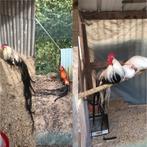 Broedeieren Onagadori, Dieren en Toebehoren, Pluimvee, Geslacht onbekend, Kip