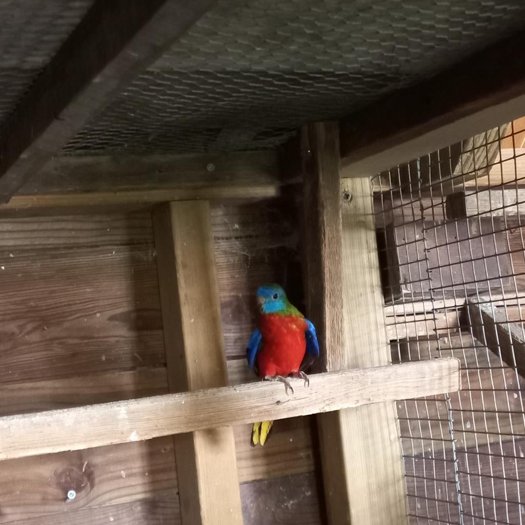 Te koop Turquoise parkiet ., Dieren en Toebehoren, Vogels | Parkieten en Papegaaien, Mannelijk, Parkiet, Geringd