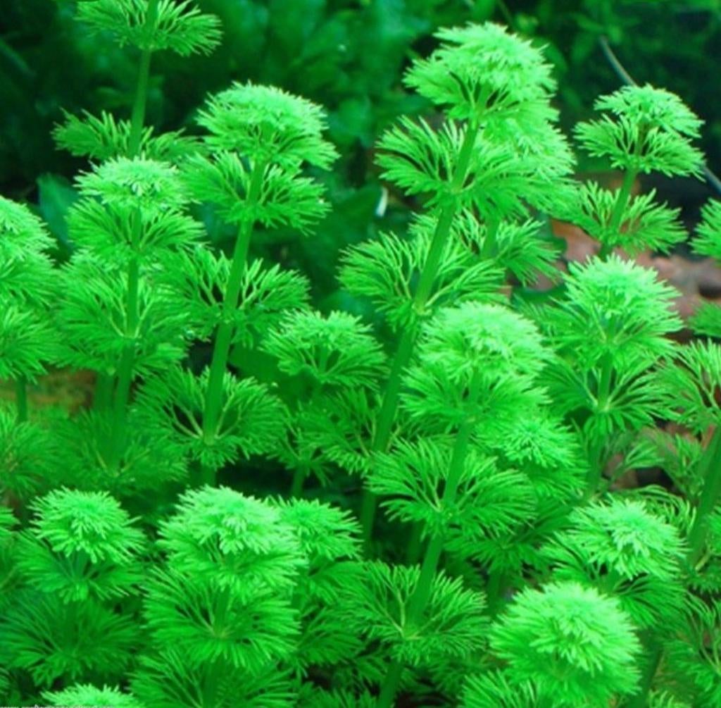 Limnophila Sessiliflora ️, Ophalen of Verzenden, Nieuw, Plant(en), Steen of Hout