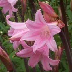 Gezocht amaryllis belladonna, Ophalen of Verzenden, Volle zon, Knol