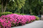 hortensia struiken, Tuin en Terras, Ophalen, Hortensia, Struik, 100 tot 250 cm