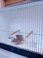 europese kwartel, Dieren en Toebehoren, Meerdere dieren, Wildzangvogel, Geringd