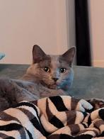 Blauwe Rus Dekkater Gezocht, 0 tot 2 jaar