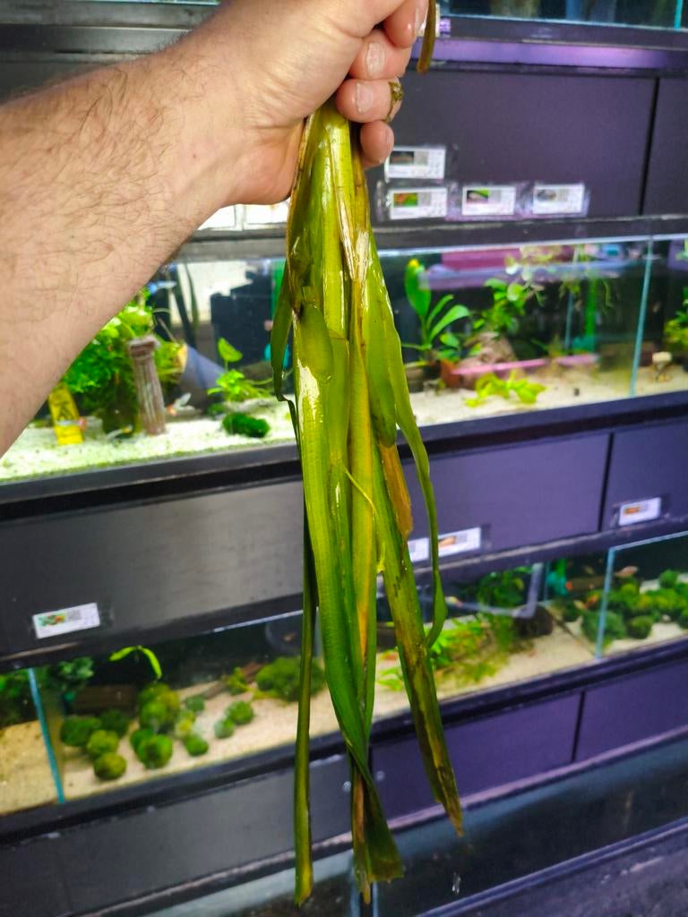 Vallisneria gigantea per pot  3.50 euro, Ophalen of Verzenden, Nieuw, Plant(en), Steen of Hout
