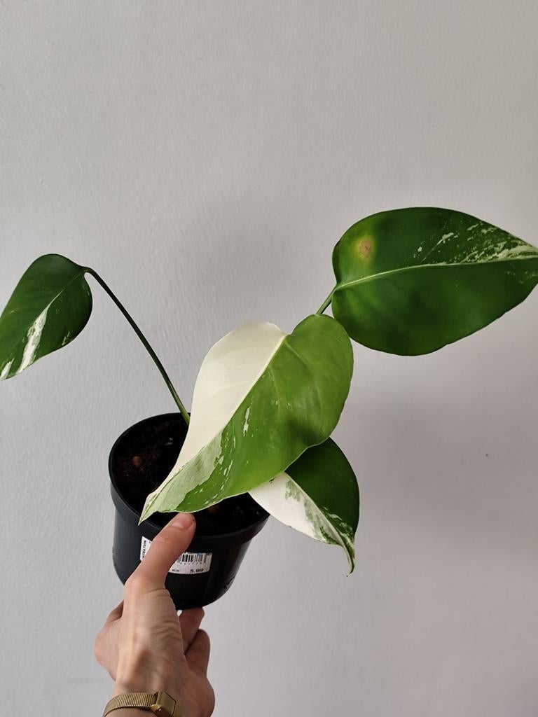 Monstera variegata, Huis en Inrichting, Kamerplanten, Ophalen, Halfschaduw, Minder dan 100 cm
