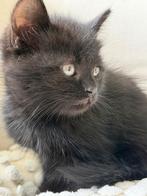 Mooie lieve zwarte kitten, Dieren en Toebehoren, Katten en Kittens | Overige Katten, Kater, 0 tot 2 jaar