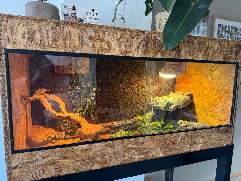 Compleet terrarium incl dwerg baardagaam, Dieren en Toebehoren, Ophalen of Verzenden, Zo goed als nieuw, Terrarium of Paludarium