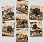 Jonge super tamme kortharige goudhamsters ( van fokker), Dieren en Toebehoren, Hamster, Mannelijk, Januari, Tam