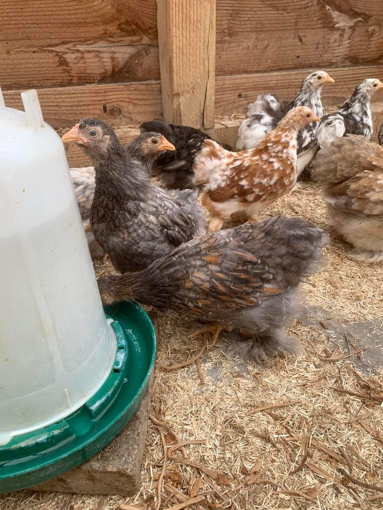 Cochin kriel hennen 9 weken, Dieren en Toebehoren, Pluimvee, Kip, Geslacht onbekend