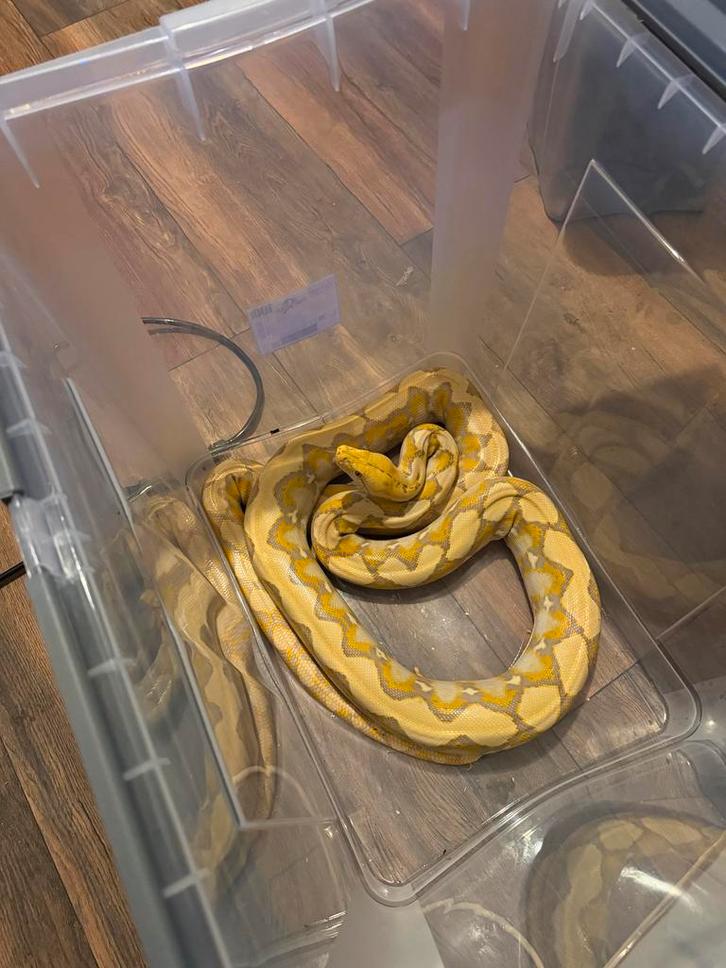 Dwerg Lavender Albino Netpython  – 21-04-2023