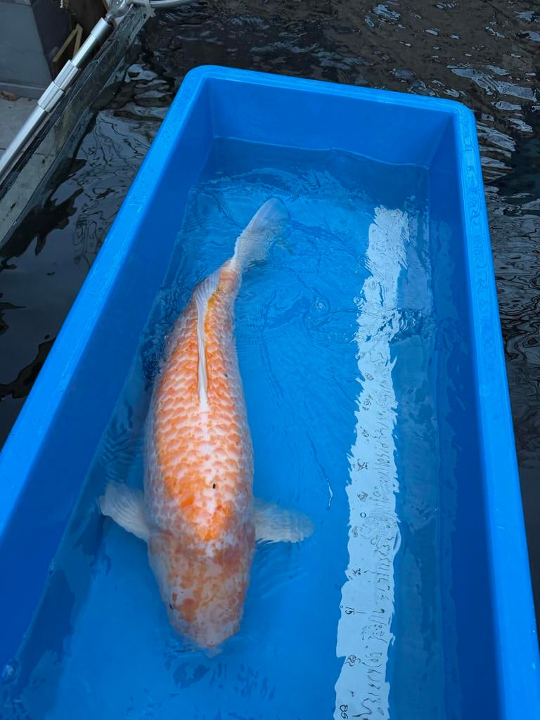Koi 70’cm, Dieren en Toebehoren, Vissen | Vijvervissen, Karper of Koi