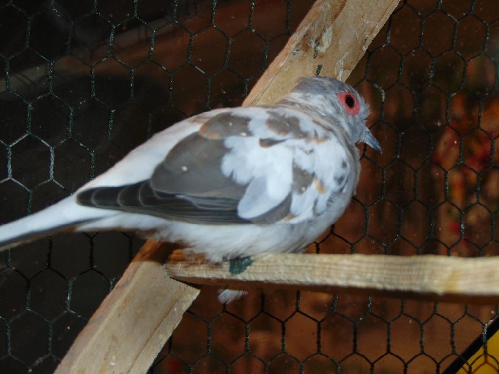 Diamantduiven in Assen., Dieren en Toebehoren, Meerdere dieren, Overige soorten
