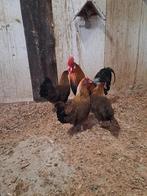 Hollandse kriel kippen 1 haan 3 hennen, Meerdere dieren, Kip